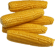 Yellow Corn Png Image