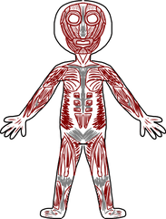 Download Skeletal Muscle Clip Art - Clipart Of Muscular System Png