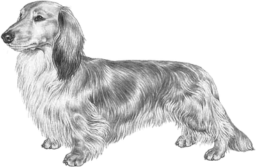 Dachshund Long Haired Fci148 - Long Haired Png Dachshund