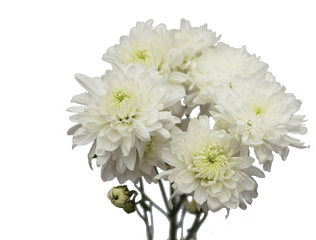 Flowers Green Goddess Pvt Ltd - Png Red Chrysanthemum Flower Transparent