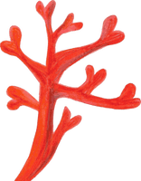 Precious Coral Red PNG Download Free