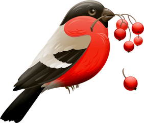 Red Robin Png - Red Robin Birds