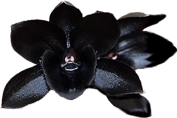 Lack Cymbidium Faberi Orchid Png Image - Black Orchids