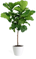 Ficus Lyrata Large Standard - Fiddle Leaf Fig Png