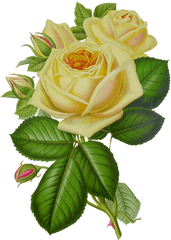 White Roses Png Image - Green Flower Rose Png