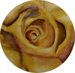 Yellow Rose Of Tech U2013 Medium - Floribunda Png