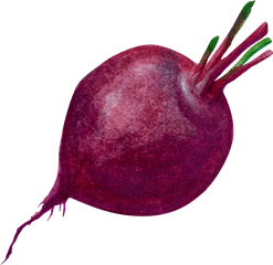 Download Purple Common Beet Transprent - Purple Beetroot Png