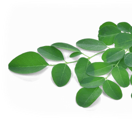 Moringa Oleifera 90 Caps - Moringa Oleifera Leaf Png