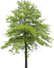 Plant Shrub Transpiration Nature Tree - Arboles Para Photoshop Sin Fondo Png