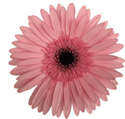 Damask Gerbera - Most Popular Icon Free Png