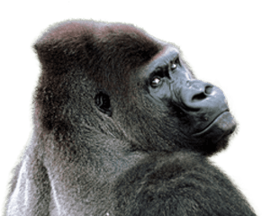 Free Png Gorilla Images Transparent - Gorilla Transparent Png