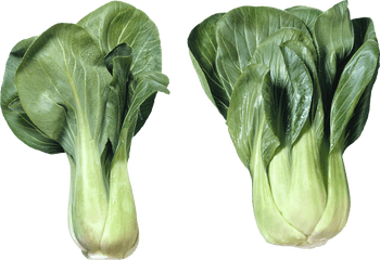 Download Salad Png Image For Free - Bok Choy Meaning