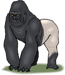 Pix Resolution - Silverback Gorilla Clipart Png