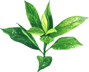 Download Green Tea Png Image With No Background - Pngkeycom Green Tea Tea Plant