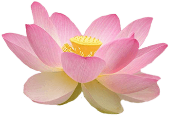 Lotus Lotusflower Flower Sticker By Maria Cristina - Pink Flower Png Side