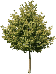 Download Hd Young Oak Tree Png - Transparent Background Olive Tree Png