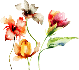 Watercolor Flowers Drawings Png Painted