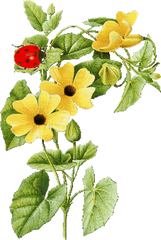 Flowers Transparent - Birds I Animated Flowers Gif Transparent Png