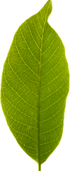 Leaf Transparent Background - Tree Leaf No Background Png