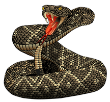 Rattlesnake Png File