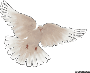 Download Hd Peace Dove Wallpaper - Pigeons And Doves Lovely Png