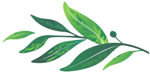 Leaves Png Transparent Image - Laurel Leaf Clipart Png