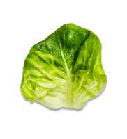 Lettuce Green Butterhead Download HD - Free PNG