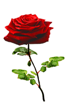 Rose Valentines Day Red Free HQ Image - Free PNG