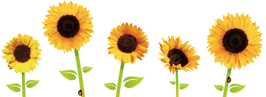 Sunflowers Transparent - Free PNG