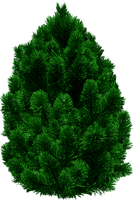 Tree Png Image Download Picture