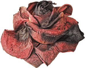 Dead Flowers Png 4 Image - Withered Rose Png