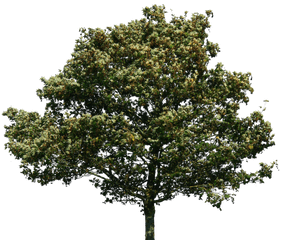 Trees Green Png - Oak Tree No Background