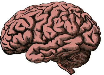 Brain Png Transparent Human