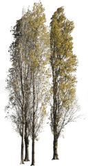 Populus Nigra Group Autumn - Cut Out Trees Autumn Png