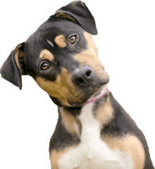 Dog Looking Png Photos Mart - Sorry I Don T Understand