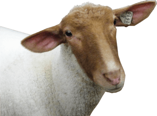 Sheep Head Png Image Animal