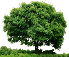 Grass Background Hd Png Images Trees