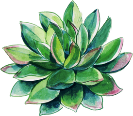 Free Png Watercolor Floral - Konfest Agave