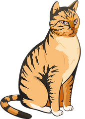 Cat Vector An Angry Cute - Gray Domestic Cat Cartoon Png