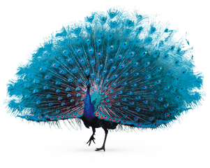 Feather Peafowl - Transparent Background Peacock Png