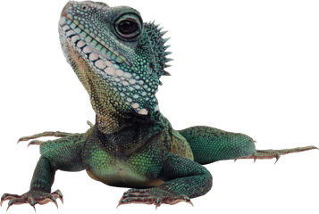 Lizards With Transparent Background Png - Lizard Png