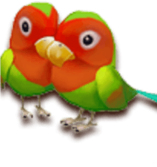 Lovebirds Paradise Bay Wikia Fandom - Lovebird Png