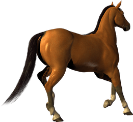 Horse Legs Up Transparent Png Clipart - Horse Gif Transparent Background