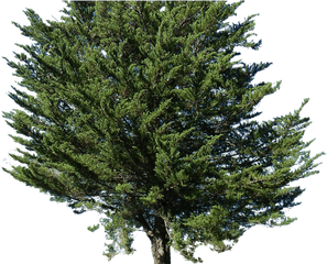 Pine Tree Alpha Png Image - Png Top View Pine