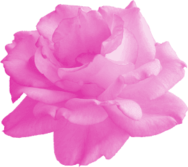 6 Pink Rose - Pink Rose Png Transparent