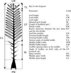 3 Detailed Morphological Traits Of Date Palm Tree Leaf As - Date Tree With Label Png