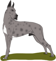 Great Dane Dog Breed Non - Great Dane Png