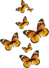 Download Butterflies Vector Png Clipart - Butterflies Clipart Transparent Background