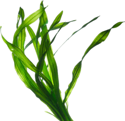 Edible Seaweed Kelp Irish Moss Eucheuma Png