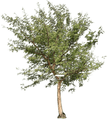 Acacia Tree Png Hd Download - River Birch